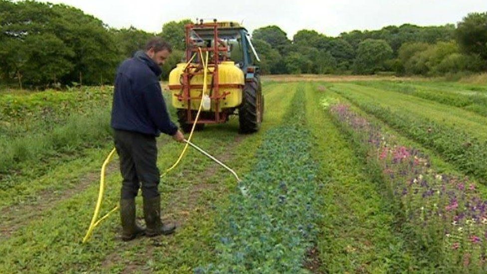 Crop grower Gary Rees waters his flower fields