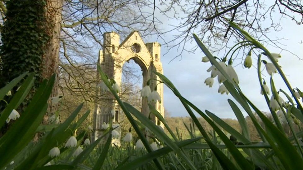 Snowdrops at Walsingham Abbey, Norfolk