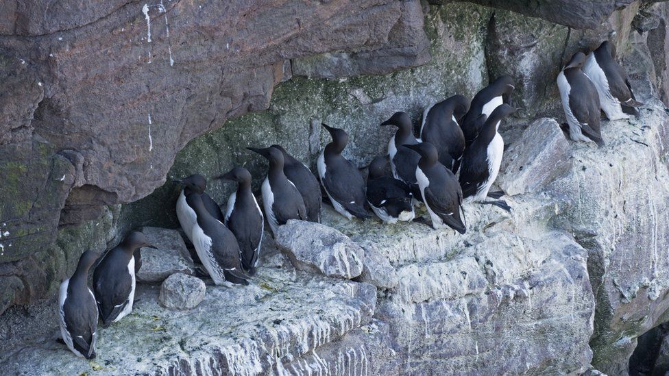 Common Guillemots on breeding ledge, Handa Island, Scotland