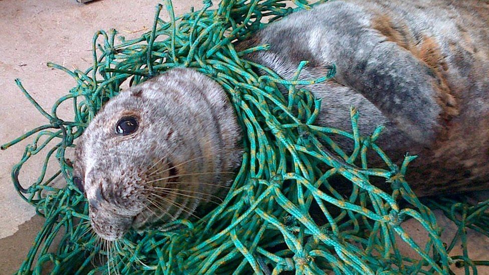 Seal in nets