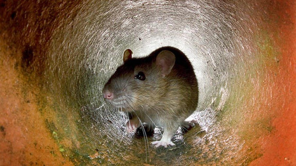 Rat in drain pipe