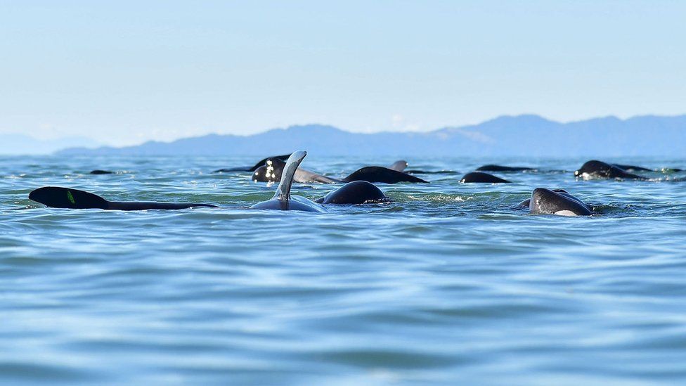 This picture taken on February 11, 2017 shows pilot whales swimming to deeper water following a mass stranding at Farewell Spit.