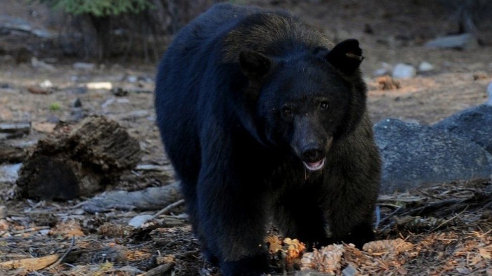 File picture of black bear at Sequoia National Park in Central California, 10 October 2009