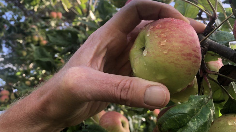 Яблоко растет на дереве в RHS Wisley