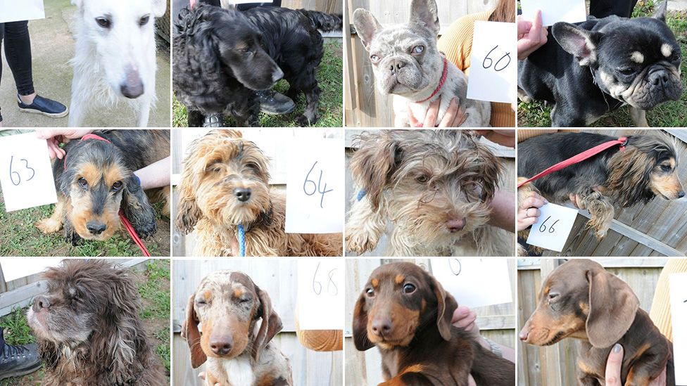 Twelve of the dogs found by police at West Meadows, Ipswich