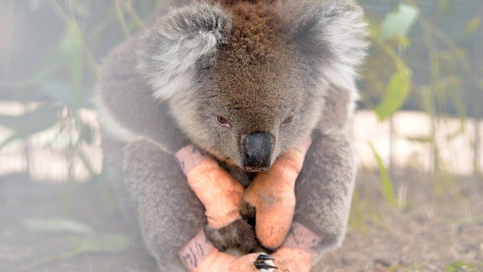 An injured koala at a vet service on Kangaroo Island