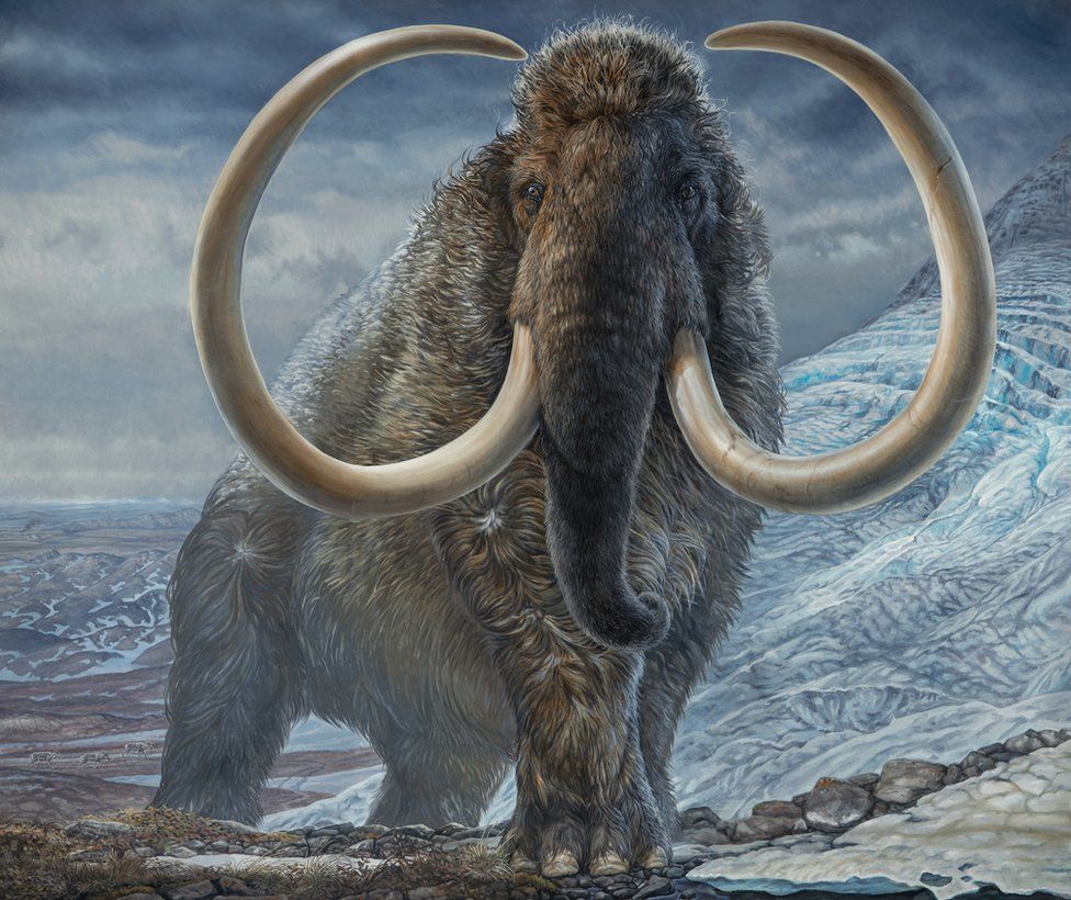 Tusk reveals woolly mammoth's massive lifetime mileage - BBC News
