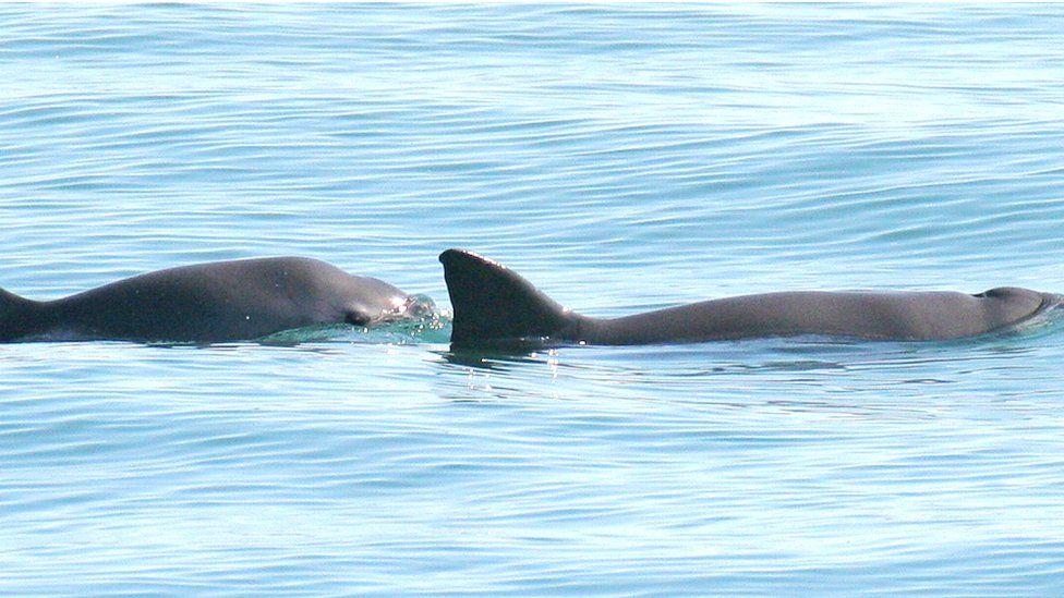 Vaquita porpoise, mother and calf