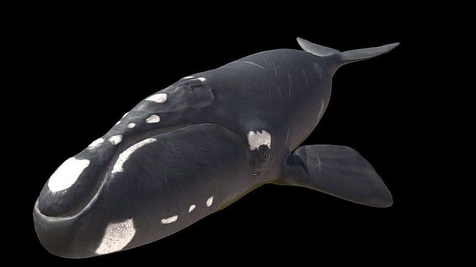 An interactive 3D model of a southern right whale created by the researchers