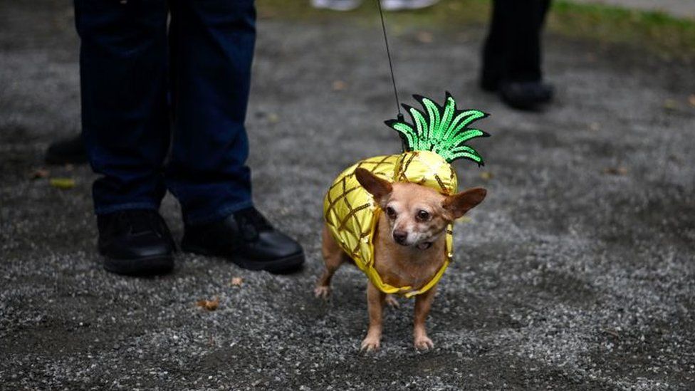 Dog in pineapple costume