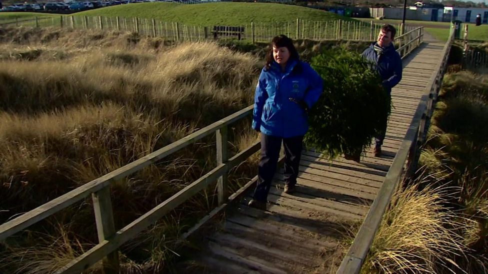 Christmas tree hire offer from Bristol community farm BBC News