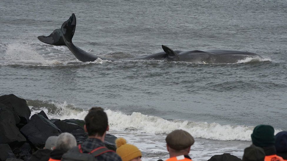 Sperm Whale Struggling Close To Northumberland Shore Bbc News