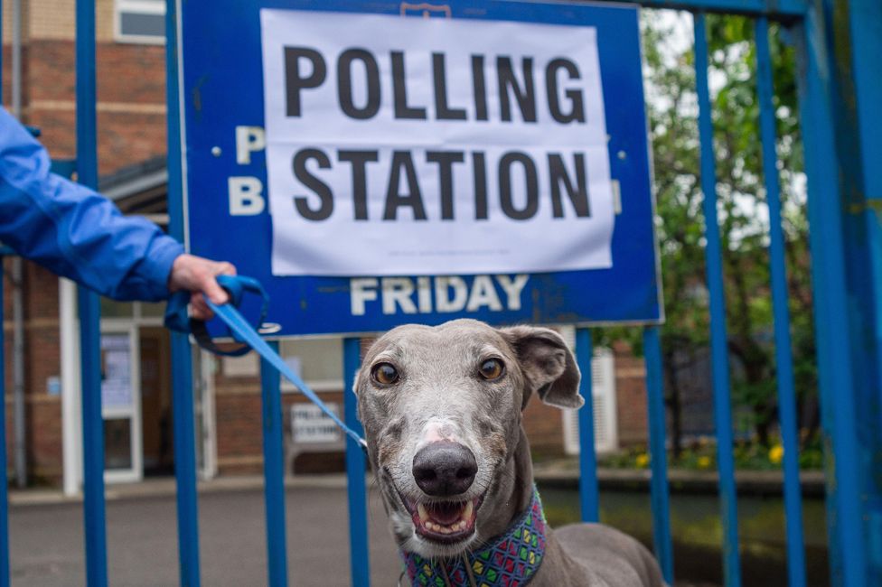 Ava, a 7 year old rescue greyhound, poses for a photo outside a polling station in Hillingdon