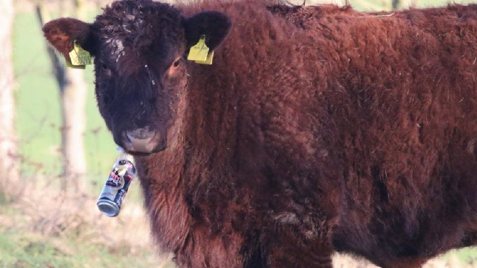 Heifer chewing on a plastic beer can ring