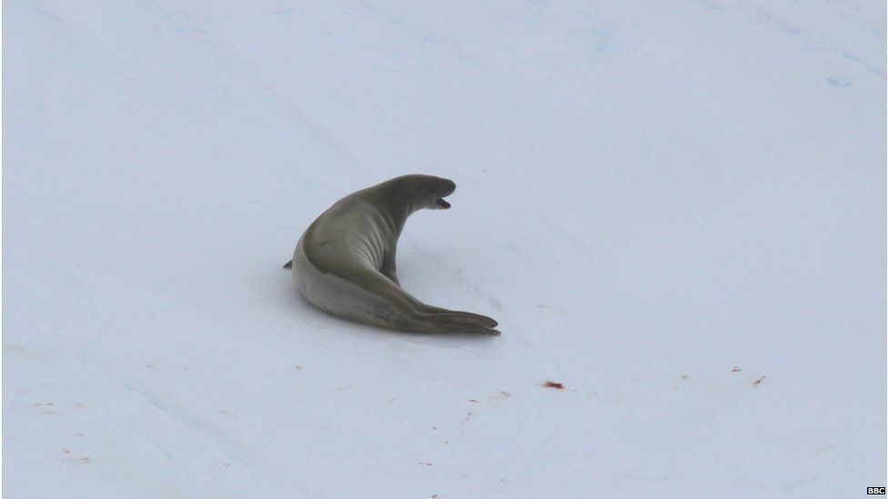A single crabeater seal resting on ice pack.