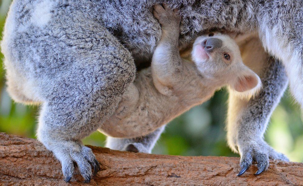 The koala clings to its mother