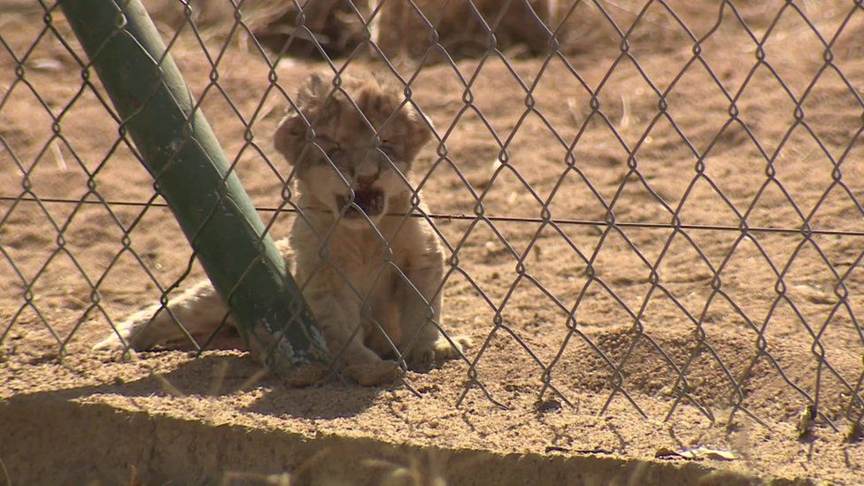 lion cub behind a fence opens mouth to yawn