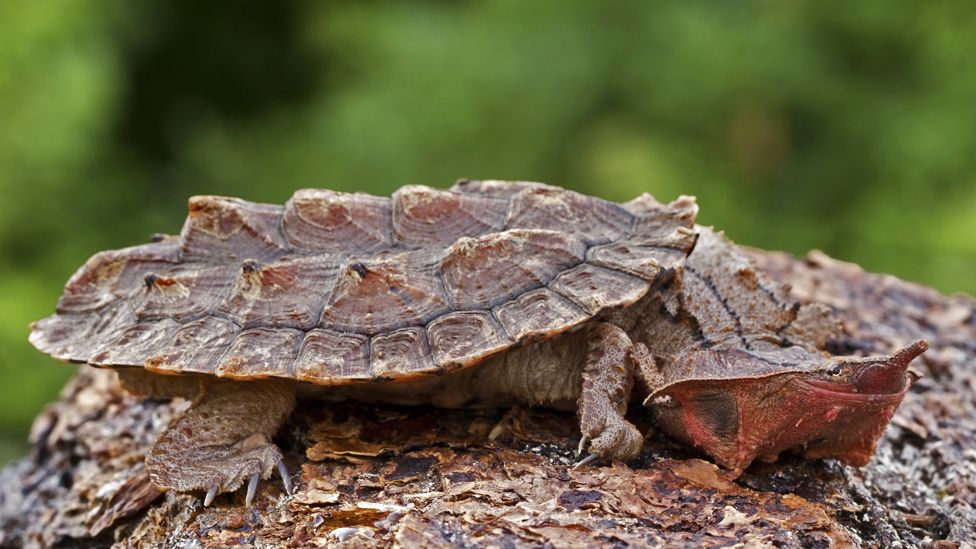 A matamata turtle on a log against a background of forest