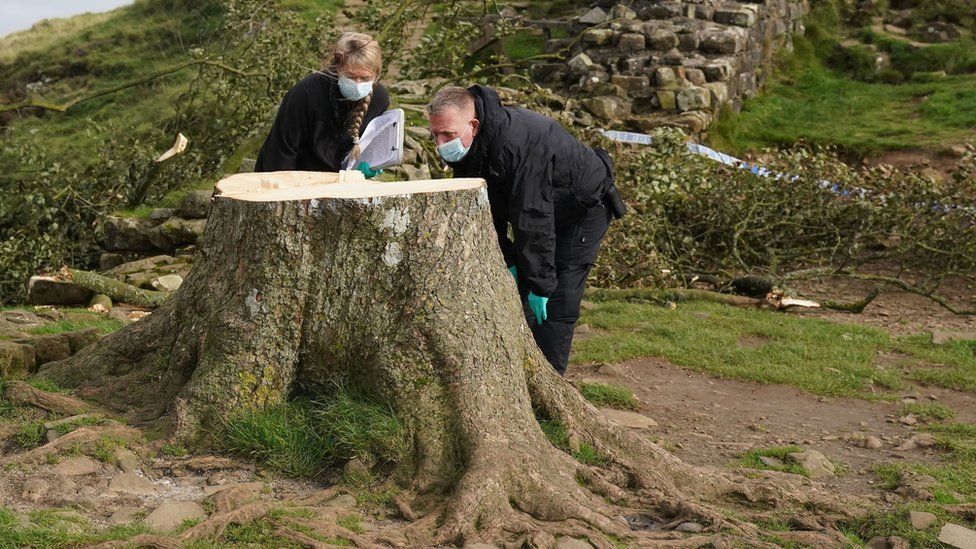 Investigators with the stump