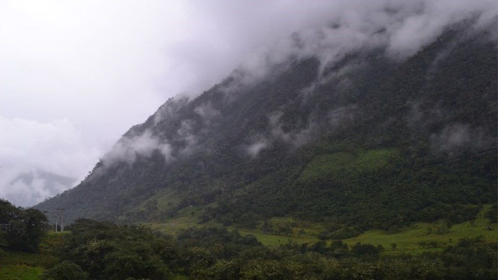 A steep slope covered in forest and shrouded in cloud