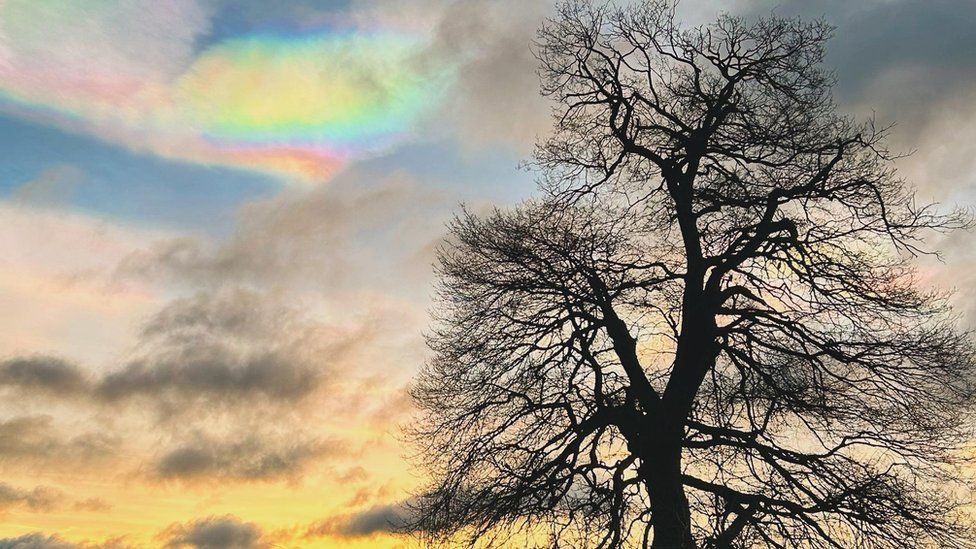 Tree and rainbow cloud