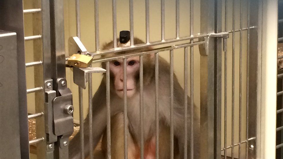 A macaque at Oxford University
