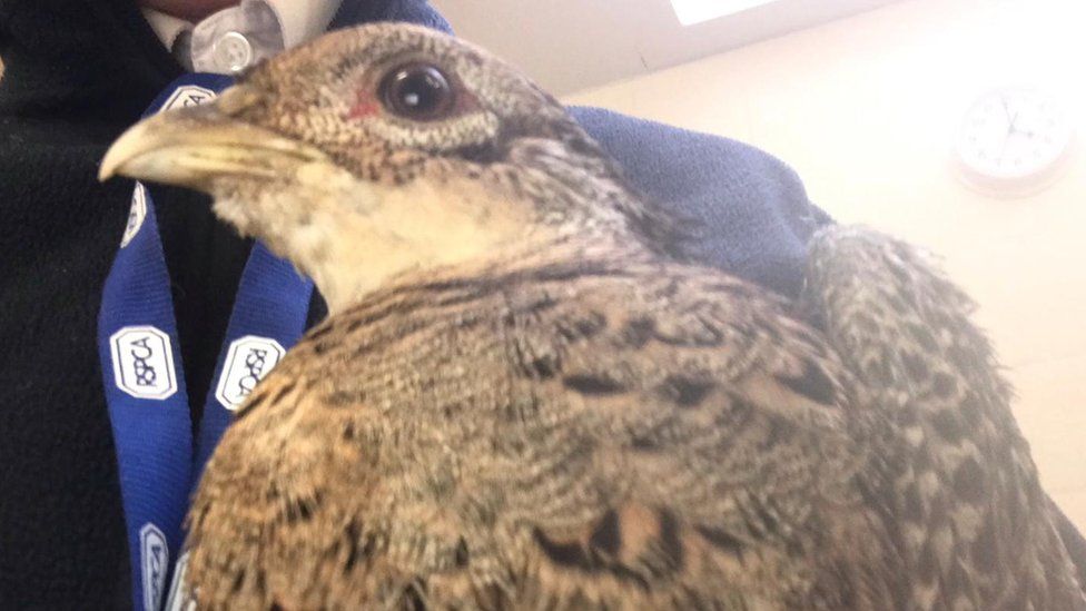Pheasant in care at RSPCA East Winch