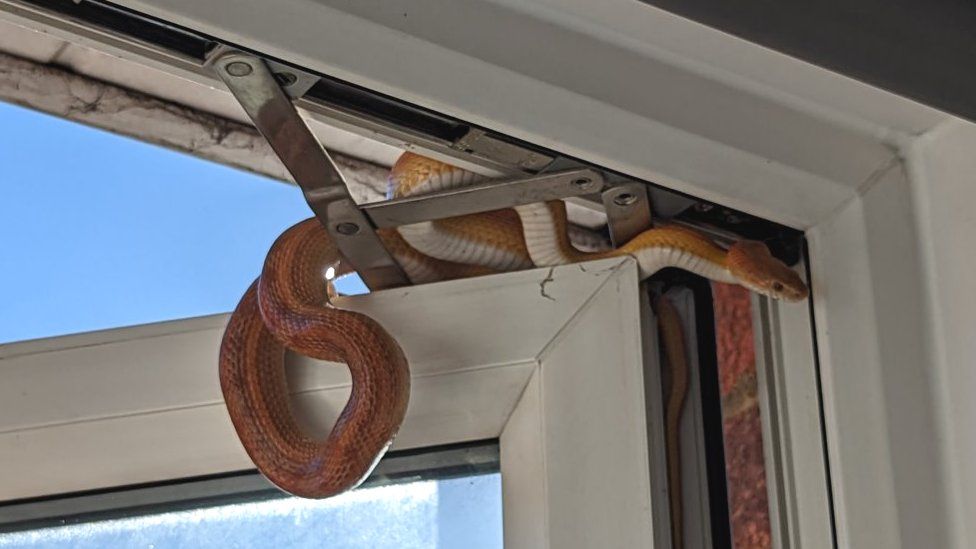 Snake on a window