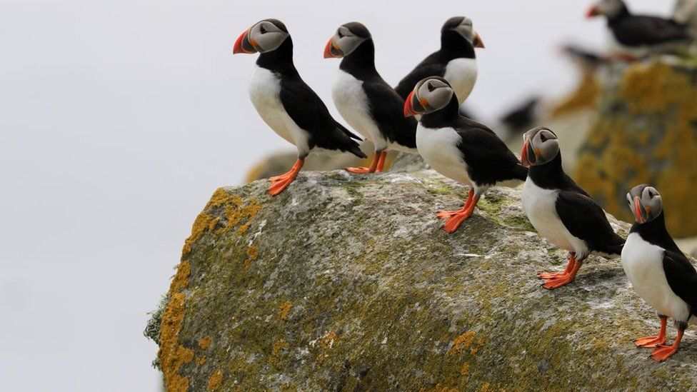 Puffins standing on a cliff