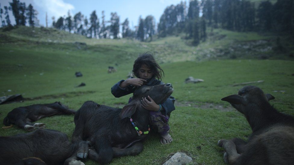 A young girl combs the hair of a water buffalo calf