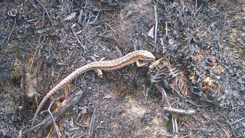 A common lizard on charred ground