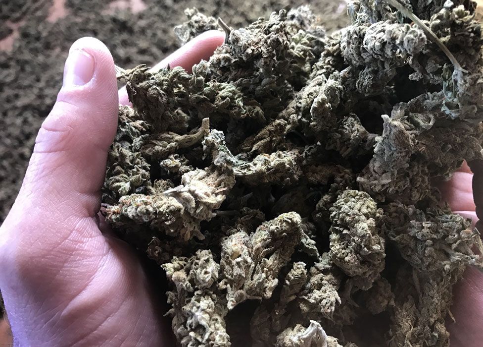 Cannabis buds, drying