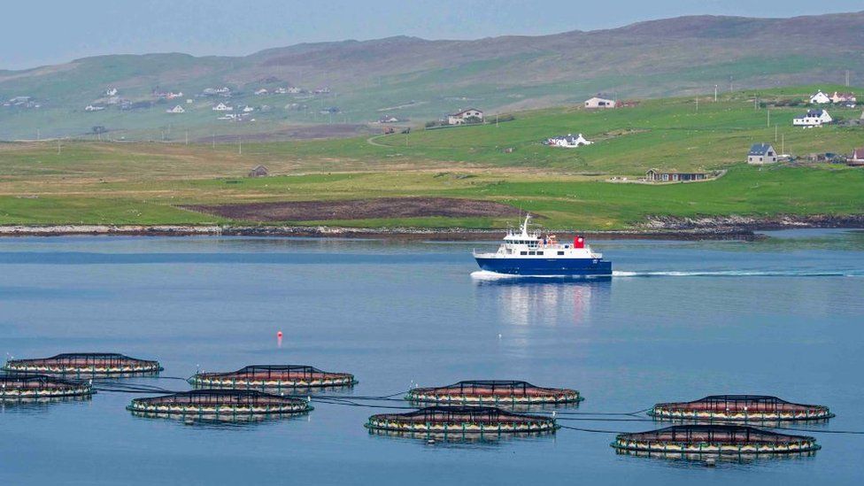 Ferry boat Linga sailing past sea cages / sea pens / fish cages from salmon farm in Laxo Voe, Vidlin on the Mainland, Shetland Islands