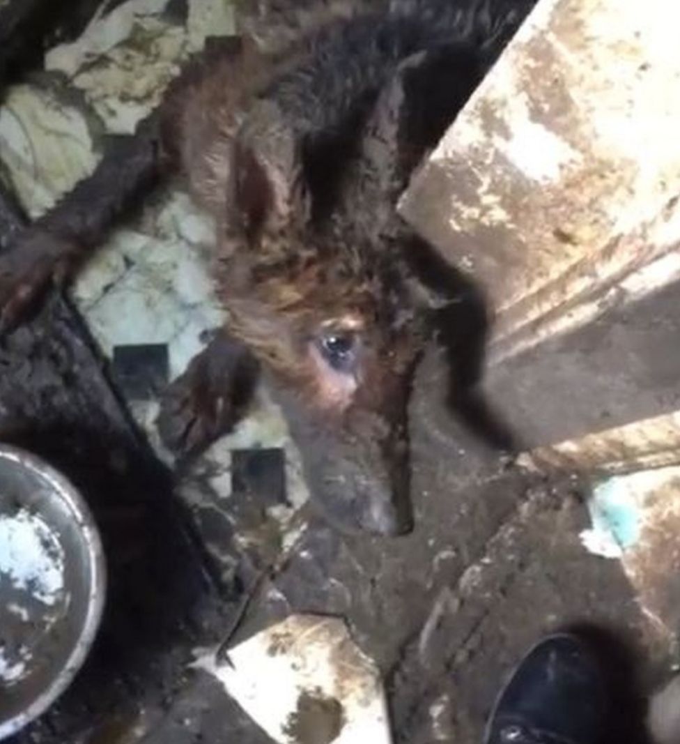 Jail and lifetime animal ban for Kilmarnock dog owner BBC News