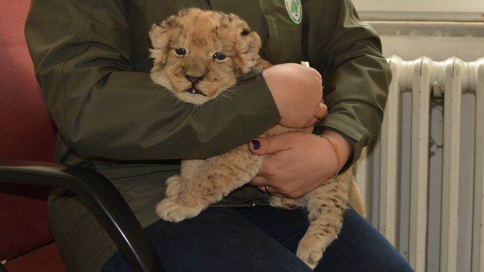 A staff of Turkey's Directorate General for Nature Conservation and National Parks holds a smuggled lion cub