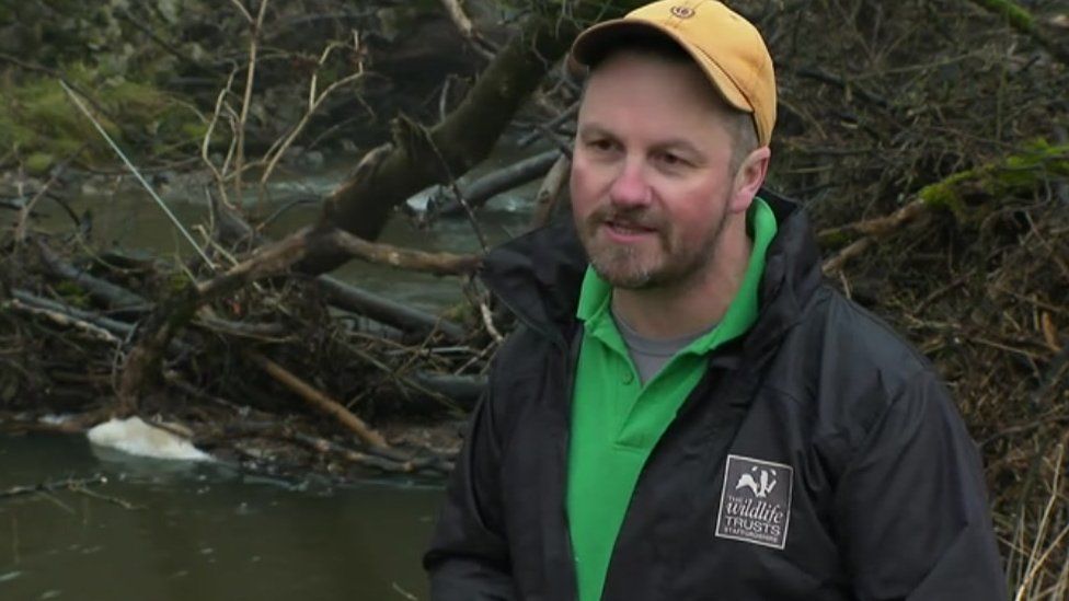 Beaver reintroduction in Staffordshire 'could cut flooding risks' - BBC ...