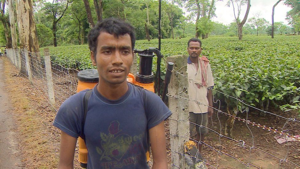 A worker without protective equipment at a tea estate in Assam