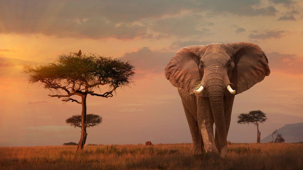 Большой самец африканского слона в Кении