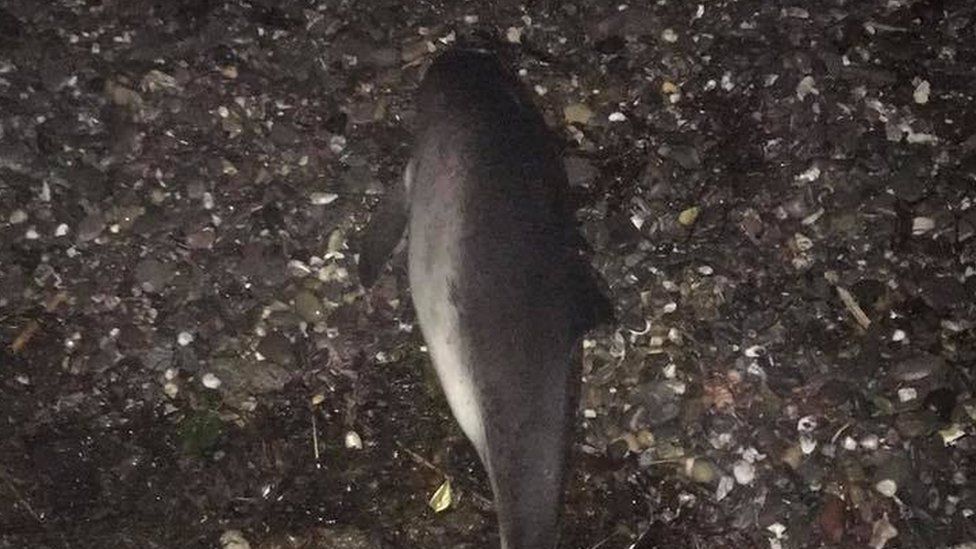 The porpoise was washed up on the beach at Ballyholme in Bangor