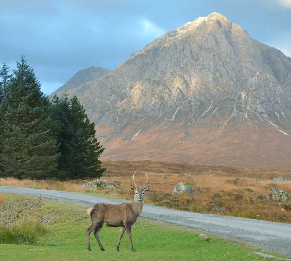 Young stag posing in front of Etive Mhor at sunrise