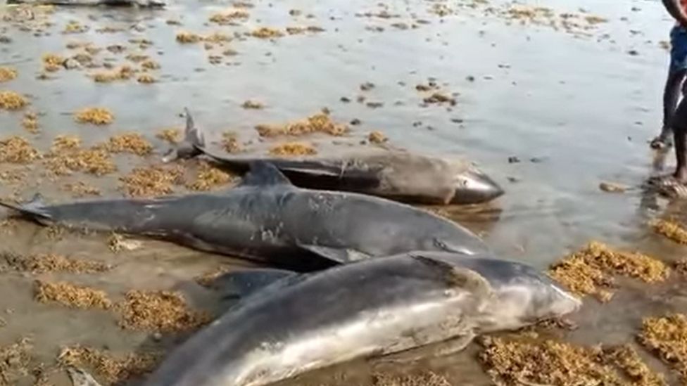 Скриншот видео с дельфинами на пляже Аксим