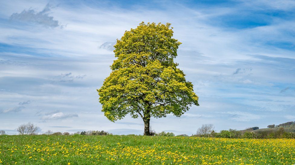 An image of tree in a field of dandelions