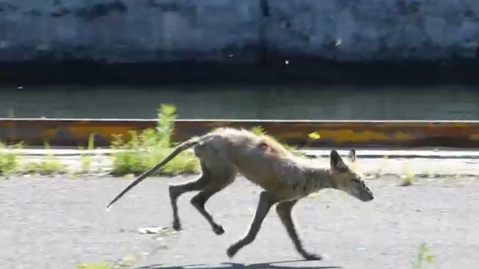 Urban coyote, Montreal