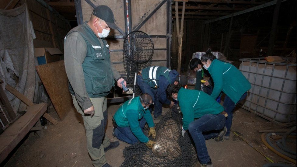 Employees of the Chilean Agricultural and Livestock Service (SAG), are seen capturing a cougar inside a house at a neighbourhood, for later transfer to the local Zoo in Santiago, Chile April 6, 2020