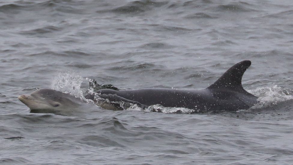 Dolphin and calf in Peel Bay