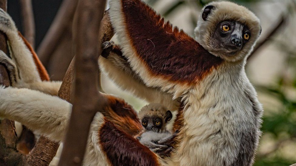 Baby Coquerel's sifaka with its mother