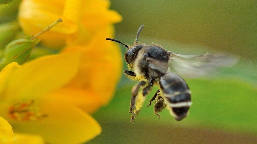 Rare Bee Species Discovered In North Somerset Field - Bbc News