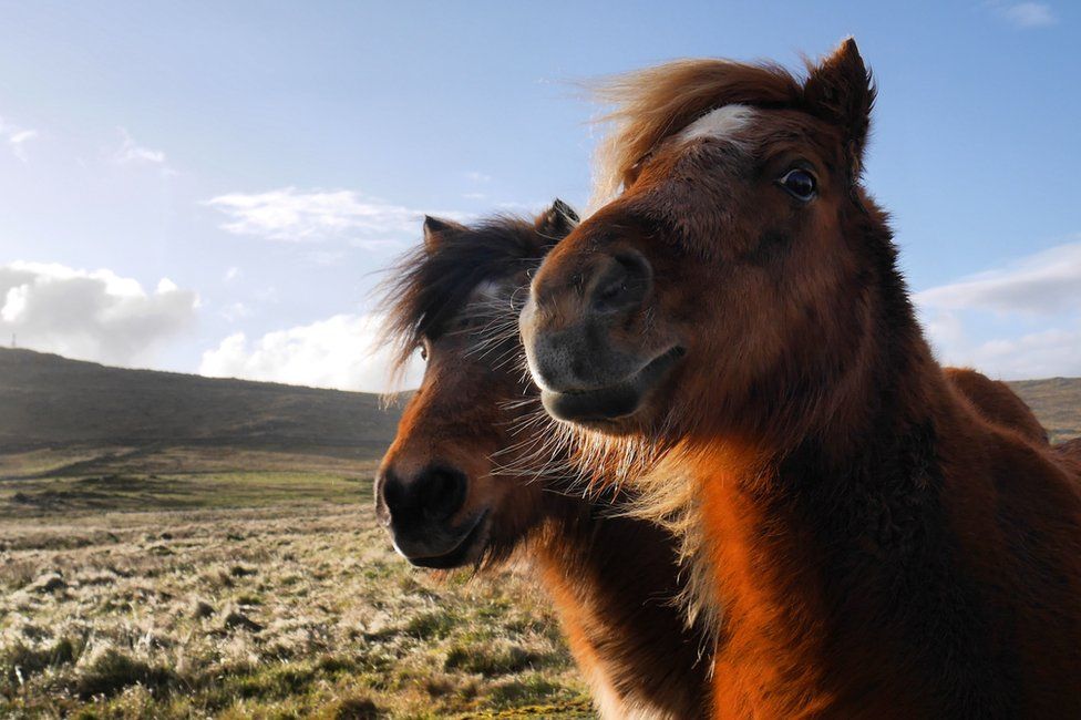Shetland ponies on Unst this week
