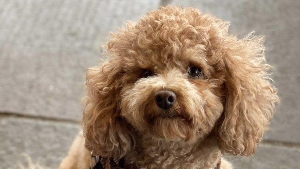 Ruby the toy poodle