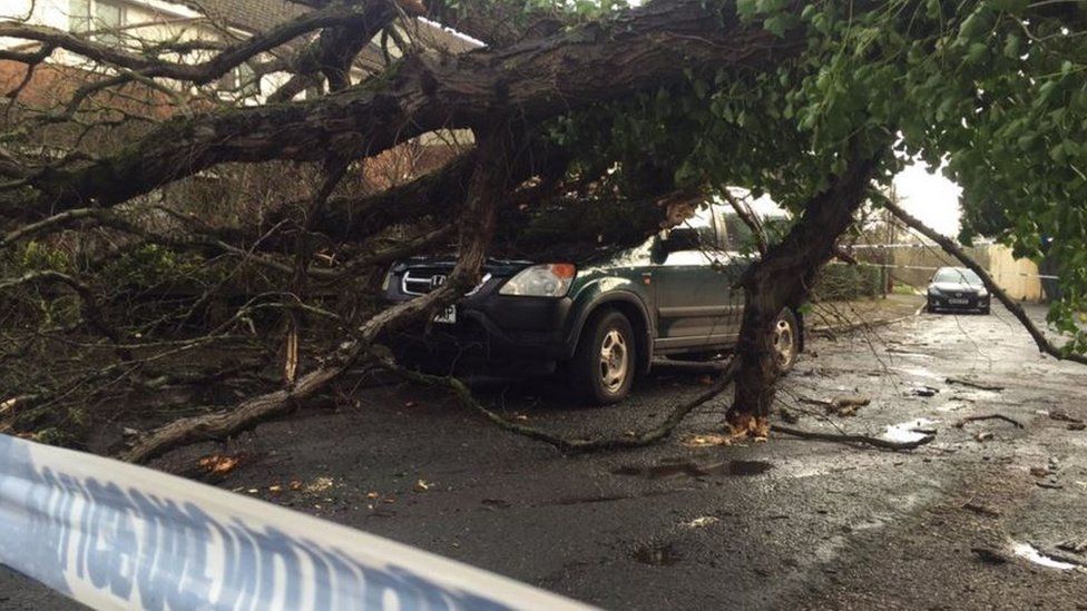 Tree fallen on car in Exeter